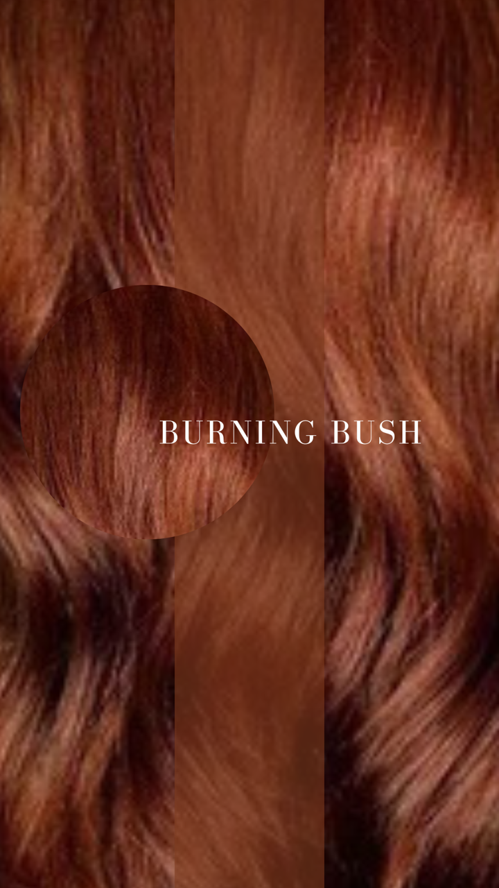 BURNING BUSH (100 Grams)