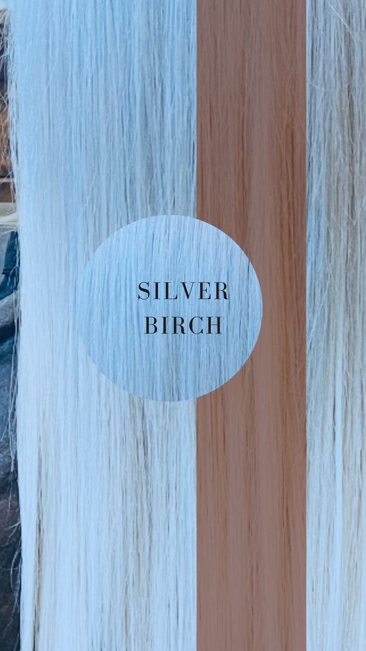 SILVER BIRCH (100 Grams)